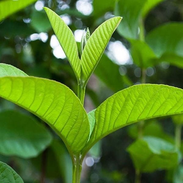 3 cách trị hôi miệng bằng lá ổi hiệu quả